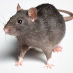Rat-Image-1.jpg